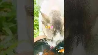 Water break time!🐱Little splash big smiles.🤗😘#cats#catshorts#nature #viralvideo #catlovers #kids