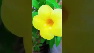 🌿 Blooming Flowers & Fruits Swaying in the Breeze 🌿🌼 Nature's Verse&rdquo; #fyp #youtube