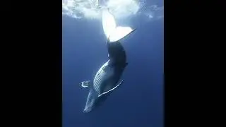 A playful humpback whale frolics upside down in the open ocean 🐋