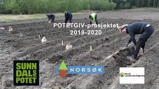 Potegiv: Forsøk med vinterlagring av økologiske tidligpoteter for å unngå tørråte