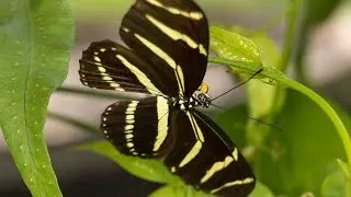 Zebra Longwing Butterfly