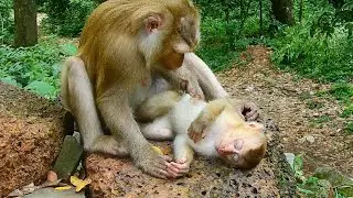 What exactly happen to baby monkey Amanda? Why Amanda look something go wrong with her like this?