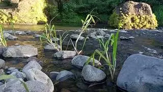 Endless Stream Serenity &ndash; Calming Night Ambience for Mind Restoration