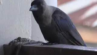 The Indian House crow or Corvus Splendens as it is its Latin name