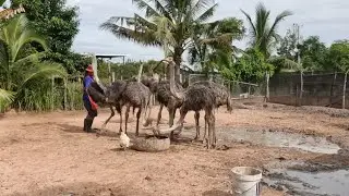 Ostrich and cost-saving food