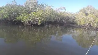 Topwater Mangrove Jack, getting destroyed