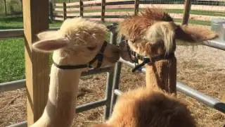 Alpaca hum