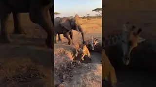 HERO Elephant Saves Baby Giraffe From The Brink! 🐘🦒 (Incredible Miracle)