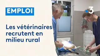 Les vétérinaires recrutent en milieu rural