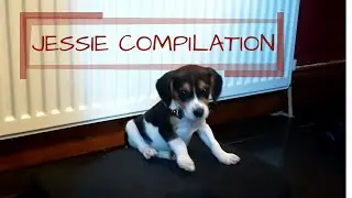 Times, Best Of Times? Compilation.