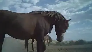 Wild Horses Fight at the Waterhole - Sand Wash Basin