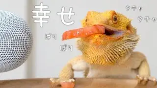 【ASMR】幸せそうに餌を食べるフトアゴヒゲトカゲの咀嚼音が可愛すぎる
