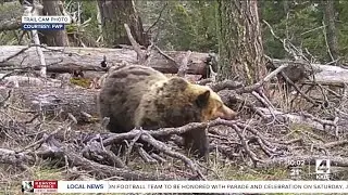 Grizzly Bear Spotted in Bangtail Mountains