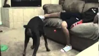 Best Funny Videos   Dog bites a guy balls