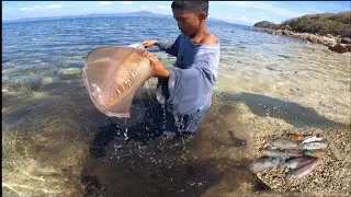 umabot na sa mababaw Ang mga pusit na ito sa subrang dami!
