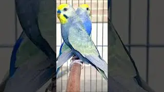 #parrot #budgies #taimoorhobby #parrotkeeping #parrot #birds