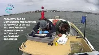 MIGRACORV BIOTELEMETRIA (MEAGRE ACOUSTIC BIOTELEMETRY)