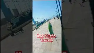 strike bluefin trevally
