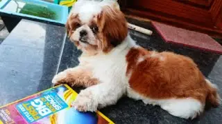 My dog's ambition in life# funny# ShihTzu pup