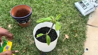 Repotting a Plumeria Plant