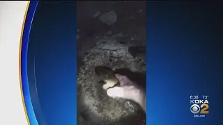 Eastern Hellbender Named Pennsylvania's Official Amphibian