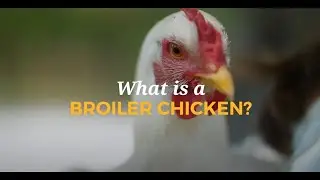 What is a Broiler Chicken?