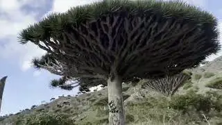 Socotra - Dirhur Gorge
