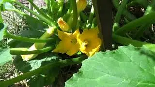 Larry's Garden: August 22, 2024
