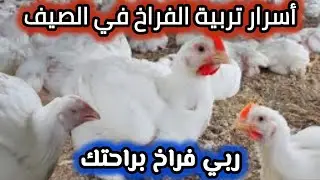 الفراخ هتموت من الحر لازم تعمل كده هتربي الفراخ في الصيف هتشيل اعلى وزن اسرار تربية الفراخ في الصيف