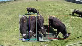 AI based animal behaviour analysis