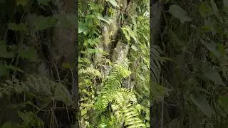 GULMA MENJALAR PENGHAMBAT #prioritas peyemprotan#efek musim hujan#pakai herbisida
