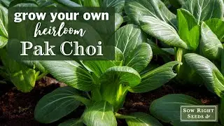 Sow Right Seeds | Bok Choy (Pak Choi)