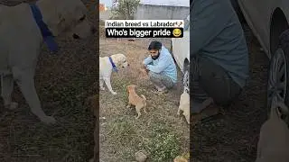 Funny Labrador Day-34 😂 #dog #dogs #funnydog #funnyvideo