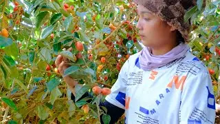 Full Video: Harvesting Red Oleaster (Nh&oacute;t), Banana , Lemon Goes To Market Sell - Gardening, Cooking