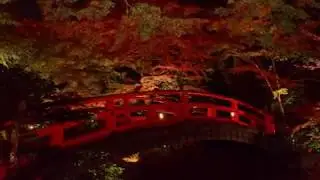 Momiji leaves after dark -2, Kyoto Japan