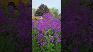Flower of the Week--Dames Rocket