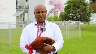 Tropical Poultry Genetic Solutions: Where science meets smallholder needs