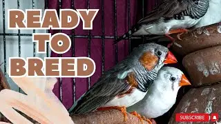 Finch Ke Breeding box Lgadiey , Finch Ready to breed, Finch Birds