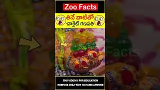 😱తినే వాటితో😱 chocolate Ganesh #factsintelugu #amazingfacts #zoofacts #shorts