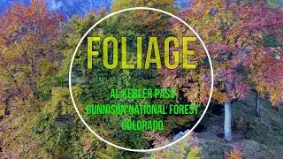 Foliage al Kebler Pass Gunnison National Forest, Colorado