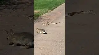 snake vs rabbit