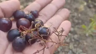 How To Grow🍇Grape Seeds Plants At Garden .#organic #shortvideo #grape #seeds #balochistan #fruit