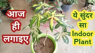 घर की Balcony में चार चांद लगा देगा ये पौधा | Grow Manihot Plant | Cassava Yuca