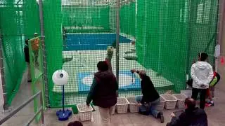 Wmaci 2017 daegu hispanos combinadas peso Courtwney