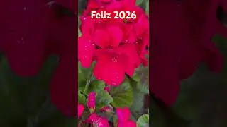Feliz 2026 #feliz2026 #felizanonovo2026 #statuswhatsapp #2026 #feliz2026