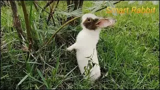 Planting natural grass for rabbits to eat | Primitive