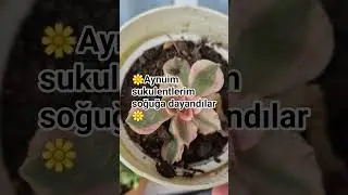 aynuim sukulentlerim #sukulent&ccedil;eşitleri #sukulent #sukulentler