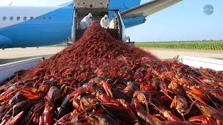 They Introduced THIS Crayfish to Native Species | After 5 YEARS the Lake Was Unrecognizable