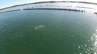 Forster local dolphin