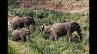 Kruger 2022 0819 slideshow